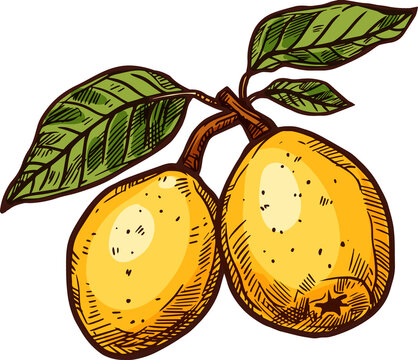 Sketch marula fruit, exotic tropical fruits