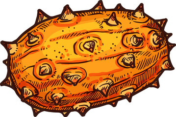 Sketch kiwano fruit, exotic tropical fruit