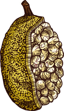 Sketch marang fruit, exotic tropical fruits