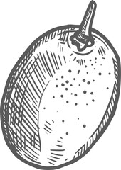 Morgani kumquat oval cumquat isolated sketch icon