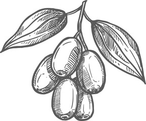 Chinese date fruit, isolated jujube berry sketch