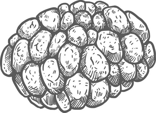 Sweetsops isolated monochrome sugar apple icon. Vector exotic tropical fruit, Seetaphal and Shareefa. Tropical Mati anoda or awzar thee, Odia Aata, Bengali aataa, Nepalese aati. Whole sugar apple