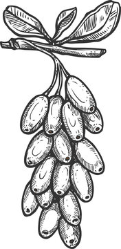Barberry isolated outline fruit sketch