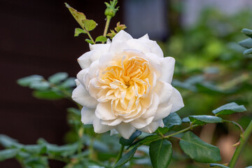 englische Rose in Cremeweiß Emanuel Makro