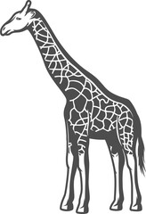 Monochrome giraffe isolated camelopard animal