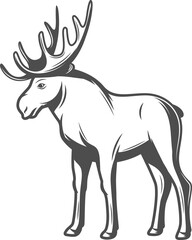 Wild elaphus isolated deer stag