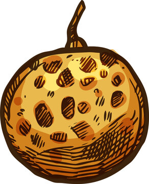 Longkong exotic tropical fruit, vector duku dukong