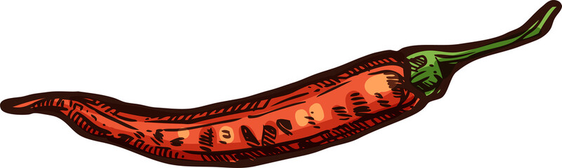 Cayenne long pepper isolated spicy chili sketch