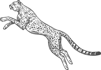 Cheetah sketch, African safari hunt wild animal