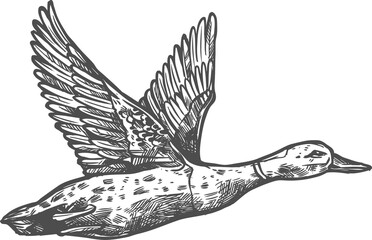 Duck wild flying bird, zoo and hunt sketch