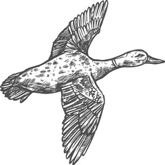 Duck wild bird, hunt waterfowl sketch