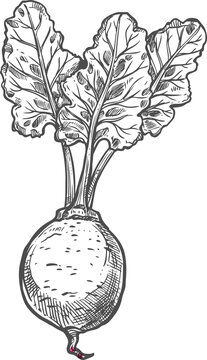 beetroot sketch with leaves clip art preview