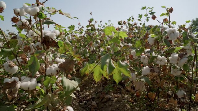 Cotton field. Beds of high-quality cotton ready for harvesting. Cotton bushes. Agricultural industry