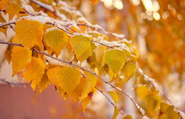 
Close-up of autumn leaves hanging on a branch. Drops of melted first snow on birch leaves. Golden time. First frosts