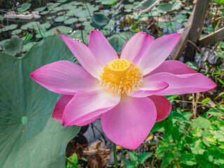pink lotus flower