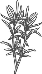 Savory flavoring herb seasonings isolated sketch