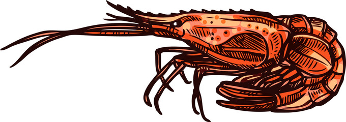 Prawn shrimp isolated vector marine animal sketch