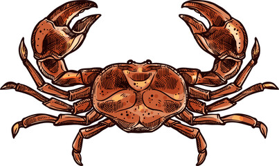 Marine crab cooked boiled animal vector seafood