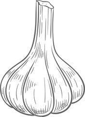 Bulb of garlic isolated whole vegetable