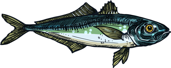 Horse mackerel flounders isolated realistic sketch © Vector Tradition