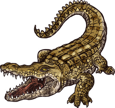 American alligator isolated wild crocodile sketch