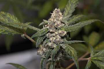 Marijuana fastbuds Banana Purple Punch 