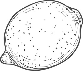 Lemon sketch vector isolated icon, engraved sign