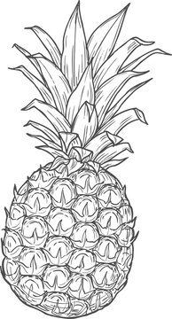 Pineapple tropical fruit isolated sketch icon