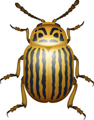 Striped spearman isolated potato colorado beetle
