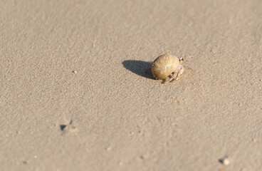 Fototapeta na wymiar Little crab in a white shell on the sand. Animals on the beach in Egypt. Egyptian fauna.