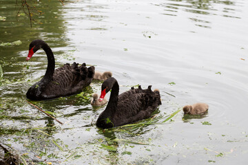 Black swan with chicks on the lake on a sunny spring day