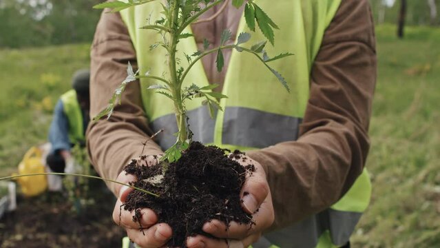 Midsection of cropped ecologist in reflective vest holding seedling in hands, standing in forest at daytime, blurred colleagues working on background