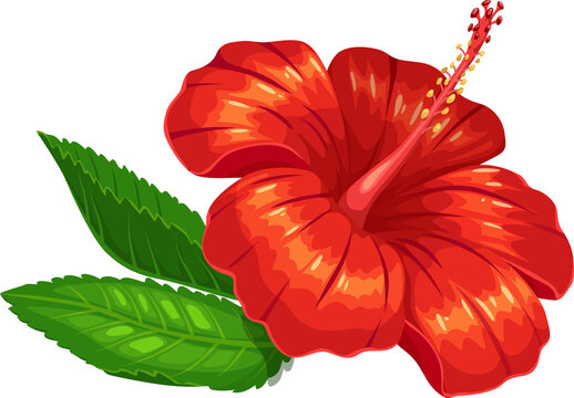 Hibiscus flower ingredient of karkade, bissap tea