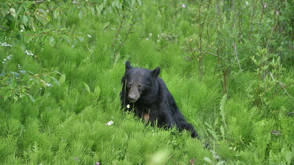 Black Bear, Jasper National Park, Canada