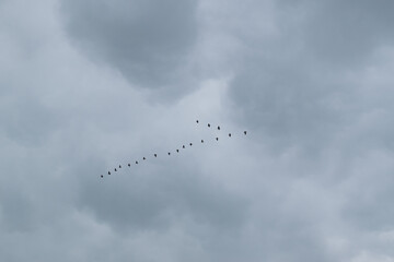 Wild birds fly in formation, migrating to warmer regions in autumn