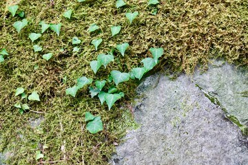 石垣に生える苔と蔦　背景素材
