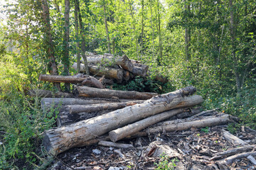 Rotting logs of birches bunch in forest thickets, environmental protection