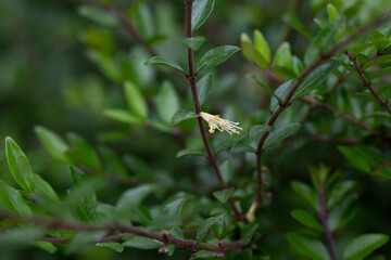 close-up of small white honeysuckle flowers in May, Box-leaved honeysuckle branch - Latin name - Lonicera ligustrina var. pileata Lonicera pileata