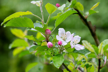 tree - apple trees blossomed, close-up of white and pink flowers of a fruit tree on a branch on a blurred background