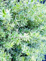 緑の葉っぱの集合体