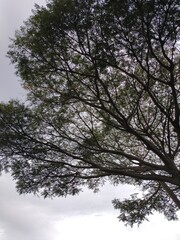 trees and sky