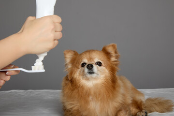 Hygienic procedure for cleaning teeth is to be performed by furry dog in veterinary clinic. Fluffy...