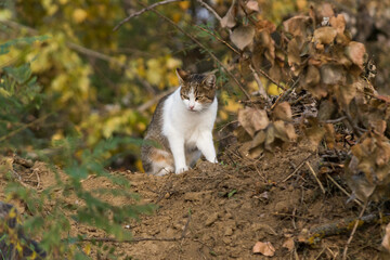 Naklejka na ściany i meble Gray-white cat with serious face sitting on the ground surrounded by yellow and orange vegetation, pet in nature during autumn season