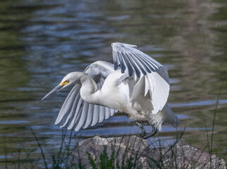 Snowy egret 