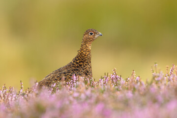 Red Grouse, Scientific name: Lagopus Lagopus, facing right and feeding on purple heather in late summer.  Clean background. Yorkshire Dales, UK.  Horizontal.  Copy Space.