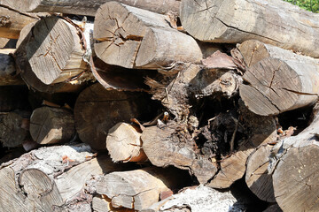 Textured surface, rotting logs of birch with end cracks and decay of cerses, firewood