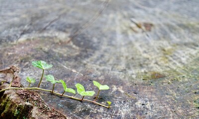 古い切り株の上の小さな蔦の葉