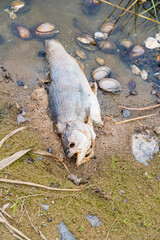 Dead fish on the bank of the poisoned Odra River. Huge ecological catastrophe in Poland. - obrazy, fototapety, plakaty