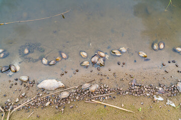 Dead fish on the bank of the poisoned Odra River. Huge ecological catastrophe in Poland. - obrazy, fototapety, plakaty