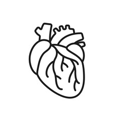 Human heart. The heart is an important organ. It helps to pump blood to various parts of the body.